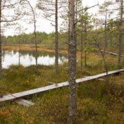 Laudtee Kakerdaja rabas.