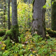 Põlismets Alutagusel.