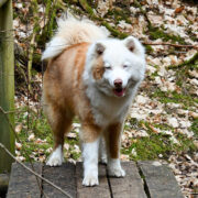 Tänavu aprillis sai Jaku aastaseks.
