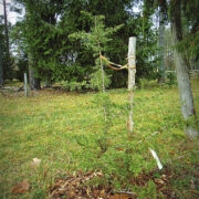 Liibanoni seeder on sirgunud juba vöökõrguseks.