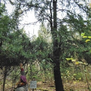 Tagamõisas, Eesti suurima, Sepise jugapuu all.