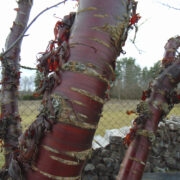 Tiibeti kirsipuu koor on lillakas- punane.