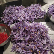 Nopitud safraniõied, millelt tuleb niidikesed eemaldada.