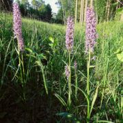 Balti sõrmkäpad Kapasto teeperve jalamil.