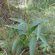 Valge tolmpea lehestikuvaate.