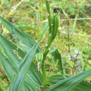 Kahe viljakupraga taim.