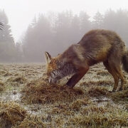 Linnupesa rüüstav rebane keskkonnaagentuuri rajakaameras.