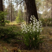 Õitsev Cephalanthera longifolia.