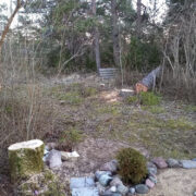 Esiisa Villemi mälestuspuust alles jäänud känd, taamal veel üks raieloata maha võetud puu.