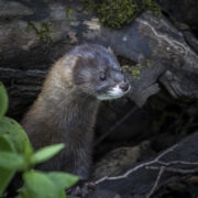 Euroopa naarits (Mustela lutreola).