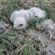 Hiireviu pojad pesas.