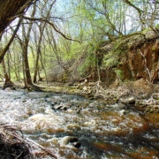 Vizla kärestik selle kohale kummarduvate puude all.