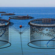 Kalakasvatus – meresumbad.