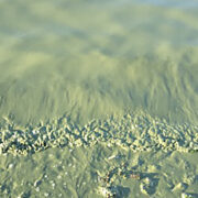 Sinivetikate õitsemine Lääne-Harju vallas Alliklepa lahes.