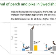 Rootsi ranniku võrdlevad püügimahud ahvena (perch) ja haugi (pike) puhul.
